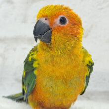 ピカピカのヒマワリちゃん🌻🫧コガネメキシコインコ ヒナ