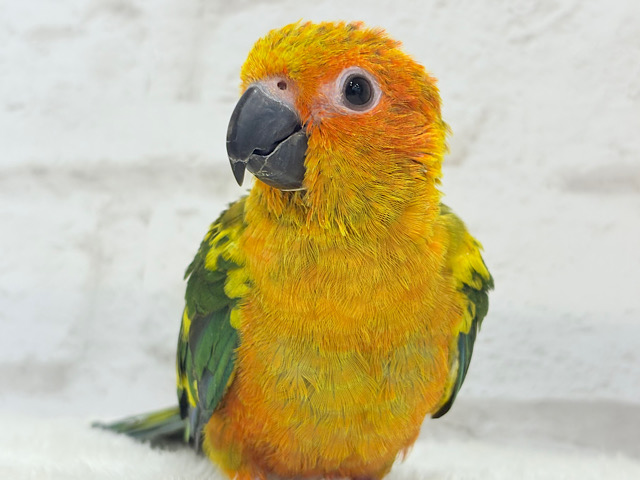 ピカピカのヒマワリちゃん🌻🫧コガネメキシコインコ ヒナ