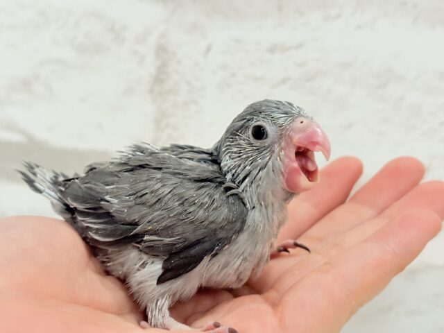 マメルリハ