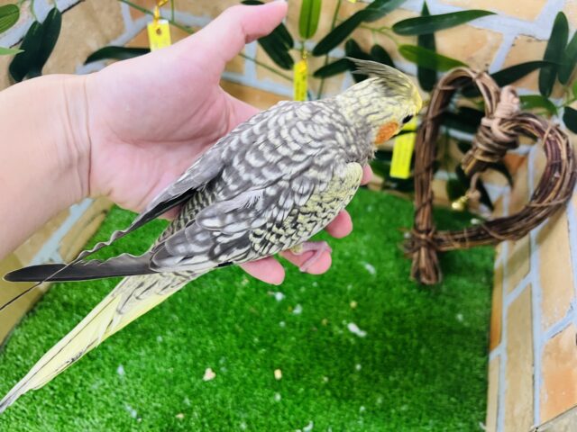 オカメインコ