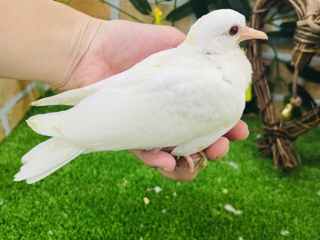 ギンバト
