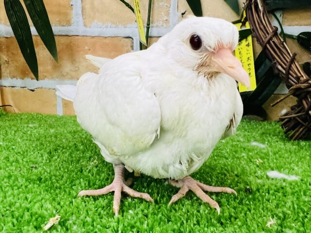 ギンバト