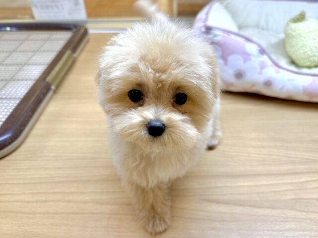 マルプー