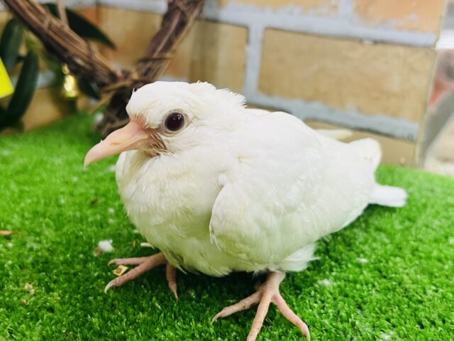 ギンバト