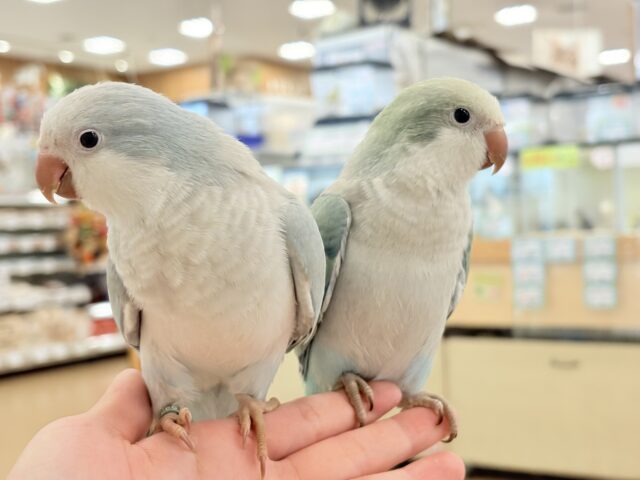 オキナインコ