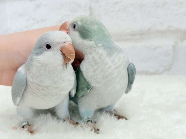 オキナインコ