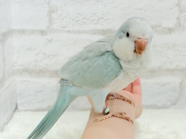 オキナインコ