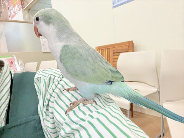 オキナインコ