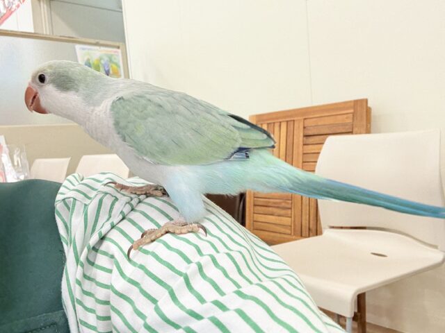 オキナインコ
