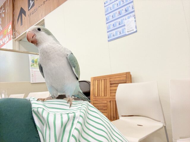 オキナインコ