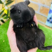 仰向けが落ち着きます♡艶々ブラックのロシアンモルモットの女の子♡