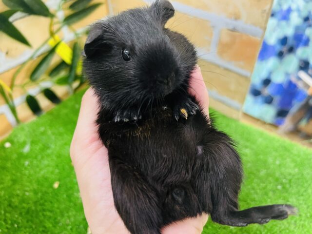 仰向けが落ち着きます♡艶々ブラックのロシアンモルモットの女の子♡