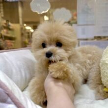 大人気のミックス犬！おっとりマルプーちゃん𐔌ᵔ ܸ>⩊<︎︎ ܸᵔ 𐦯