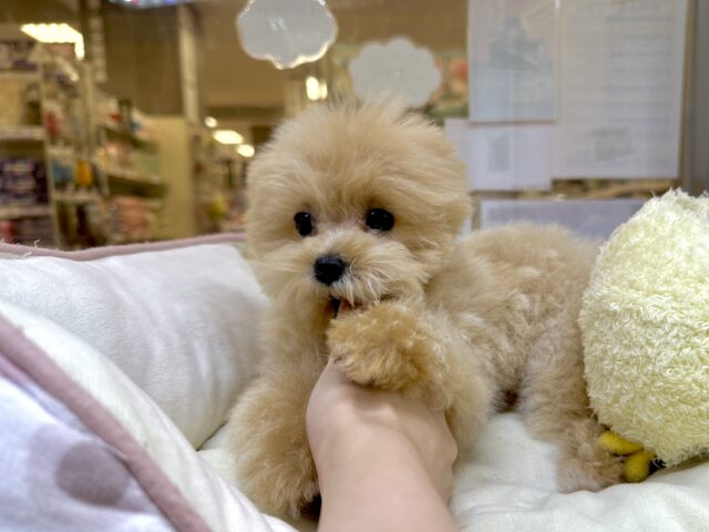 大人気のミックス犬！おっとりマルプーちゃん𐔌ᵔ ܸ>⩊<︎︎ ܸᵔ 𐦯
