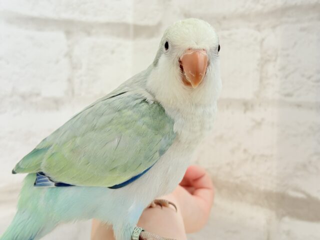オキナインコ