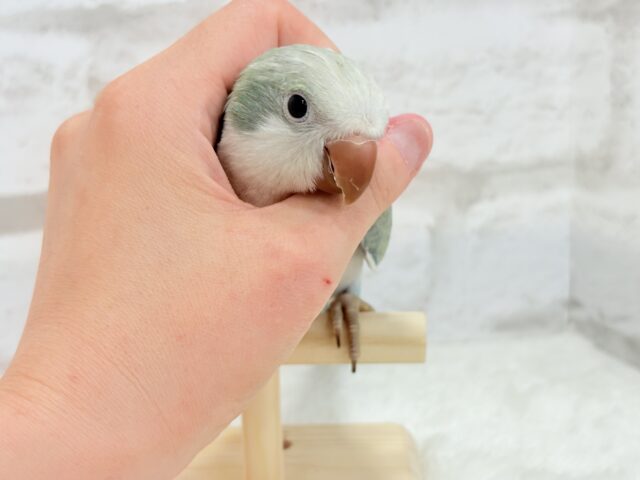 オキナインコ