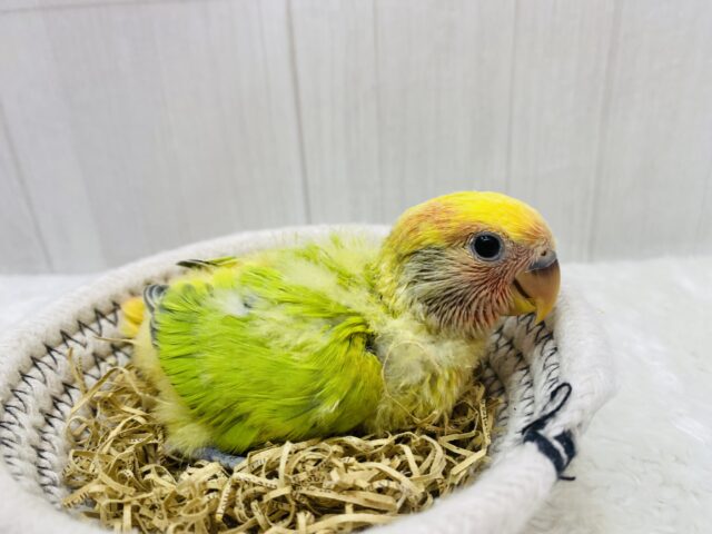 コザクラインコ（小桜インコ）