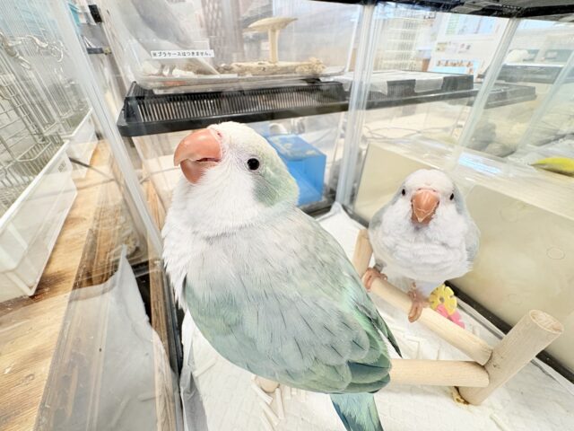 オキナインコ