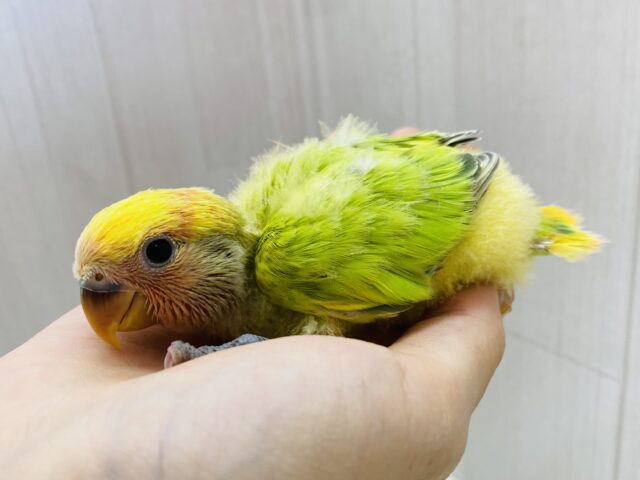 コザクラインコ（小桜インコ）