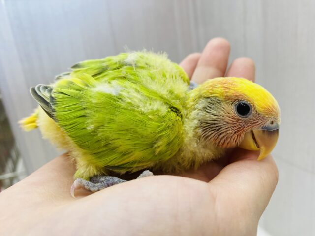 隠された派手派手カラーを見せておくれ〜💚💛コザクラインコ（タイガーチェリーオパーリン）🍒