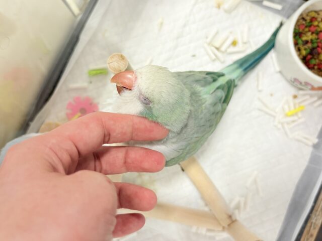 オキナインコ