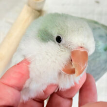 【最新画像・動画更新🪄】頭もふっ♡元気っ子♩♩オキナインコ(アクアブルーオパーリン) ヒナ
