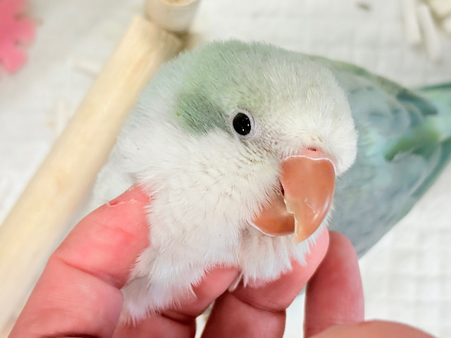 【最新画像・動画更新🪄ひとり餌になりました！】頭もふっ♡元気っ子♩♩オキナインコ(アクアブルーオパーリン) ヒナ