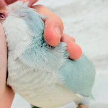 【最新画像・動画更新🪄】満たされたら〜、ねむねむモード〜｡oOオキナインコ(ブルーパリド) ヒナ