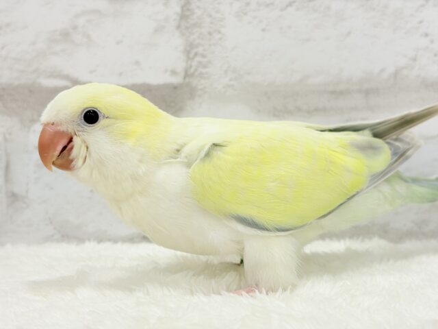 オキナインコ