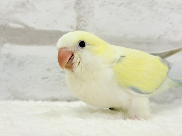 オキナインコ