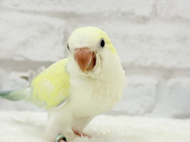 オキナインコ