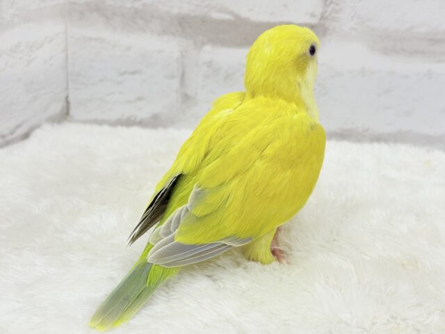 オキナインコ