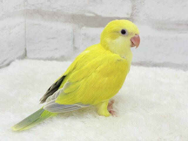 オキナインコ