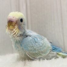 ポッピングシャワー浴びちゃいましょ🥳✨ほわほわ可愛すぎるセキセイインコ(パステルレインボー)⭐️