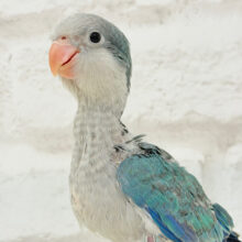 【最新画像更新🪄】可愛いが詰まったわたわたっ子🐣☁️オキナインコ(アクアブルー) ヒナ