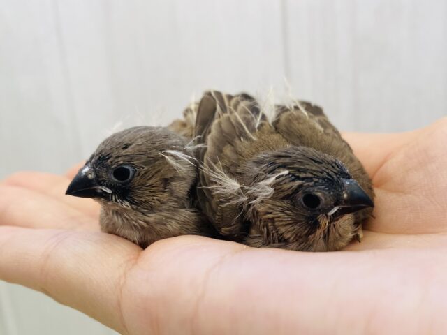 あと1羽❗️ぴょんっと出ている綿毛が愛おしいんです🥰ミニサイズのキンカ鳥ノーマルカラー⭐️