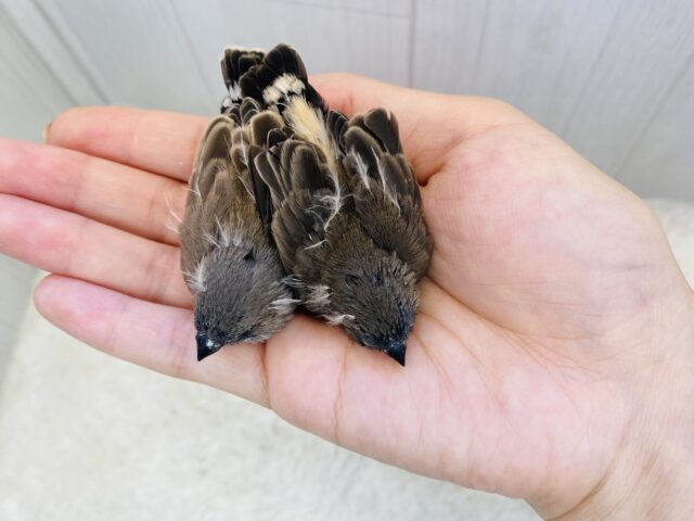 錦花鳥（キンカチョウ）