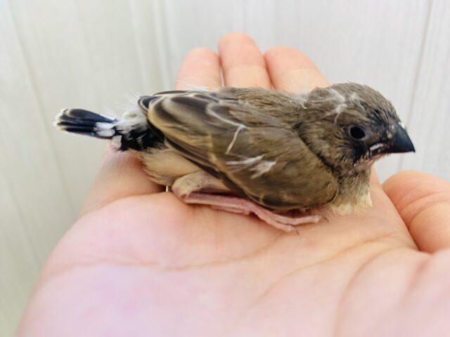 錦花鳥（キンカチョウ）
