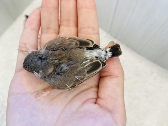 錦花鳥（キンカチョウ）