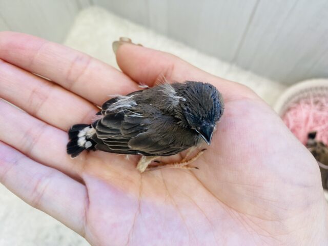錦花鳥（キンカチョウ）