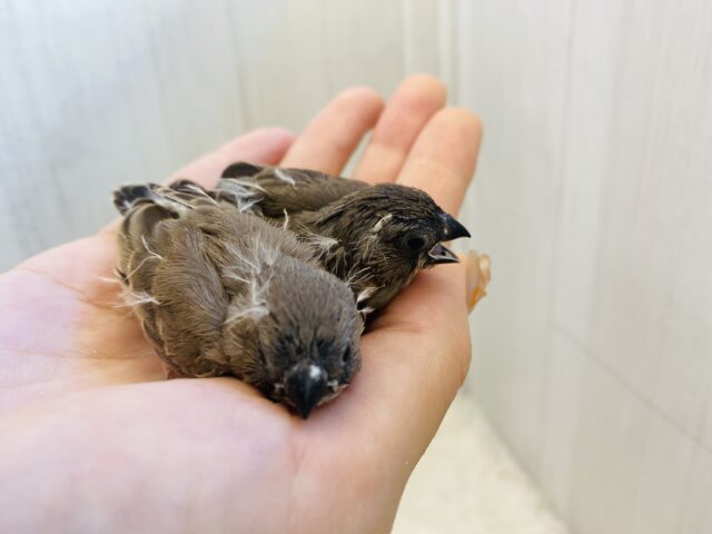 錦花鳥（キンカチョウ）
