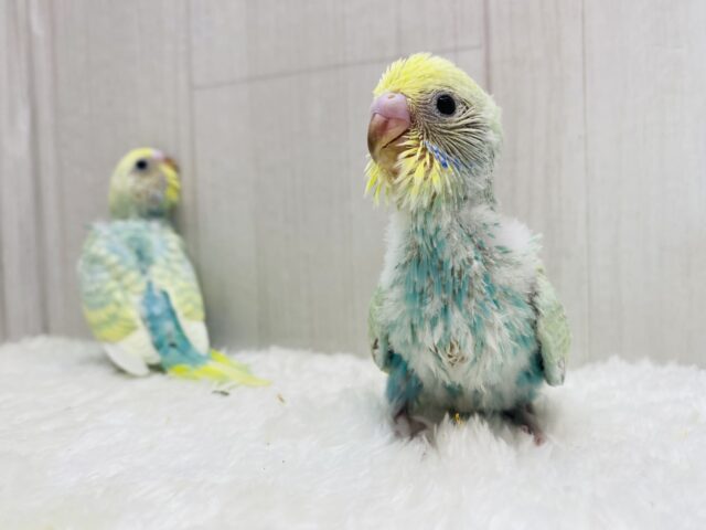 セキセイインコ
