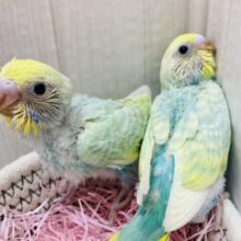 あと1羽です！✨輝いています✨エメラルドグリーンのステキなセキセイインコ（パステルカラーレインボー）🌈