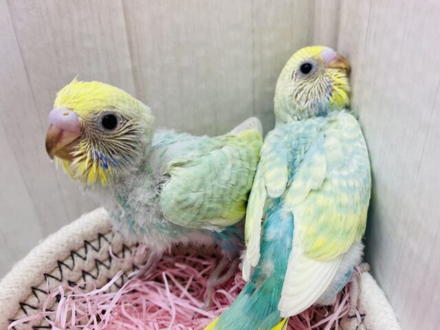 あと1羽です！✨輝いています✨エメラルドグリーンのステキなセキセイインコ（パステルカラーレインボー）🌈