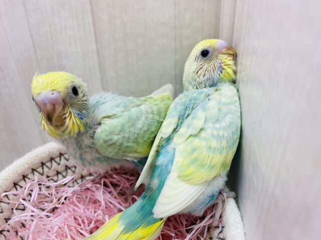 セキセイインコ