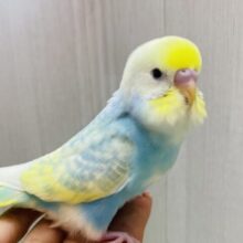 最新画像有ります❗️アピール合戦は負けません🔥💪セキセイインコのパステルレインボースパングルパイド🌟