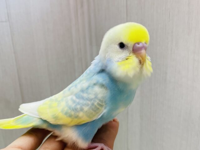 最新画像有ります❗️アピール合戦は負けません🔥💪セキセイインコのパステルレインボースパングルパイド🌟