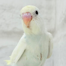 可愛いお顔で待ち伏せです♥セキセイインコ(クリーム) ヒナ