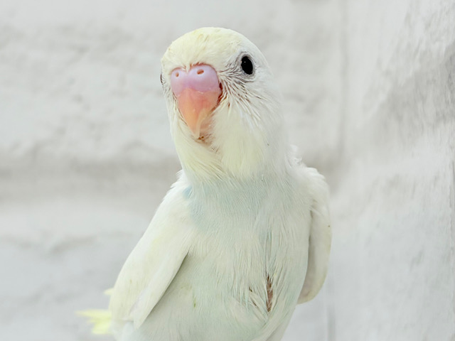 可愛いお顔で待ち伏せです♥セキセイインコ(クリーム) ヒナ
