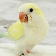 【最新画像更新🪄】レアカラー🫧もふっとフォルムが可愛すぎ💝オキナインコ(アクアブルーパリドイノオパーリン) ヒナ